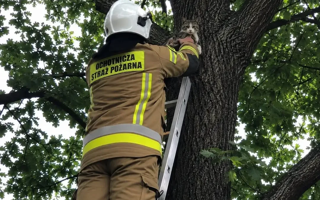 Strażacy z OSP Moczydło i JRG Chrzanów uratowali kota z drzewa w Libiążu