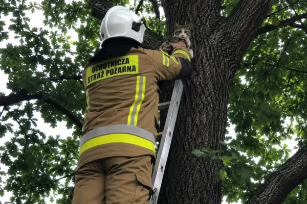 Strażacy z OSP Moczydło i JRG Chrzanów uratowali kota z drzewa w Libiążu