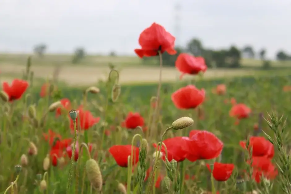 Dożynki Gminne w Rozkochowie – święto plonów już 22 sierpnia