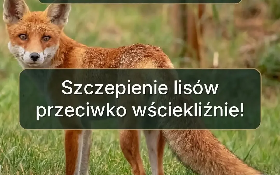 Jesienna akcja szczepienia lisów w gminie Libiąż – co musisz wiedzieć