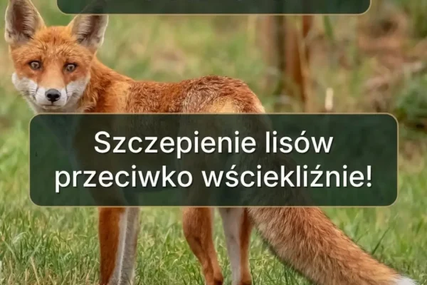 Jesienna akcja szczepienia lisów w gminie Libiąż – co musisz wiedzieć