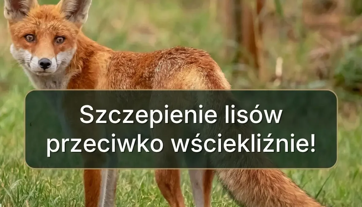 Małopolska: rusza jesienne szczepienie lisów przeciw wściekliźnie