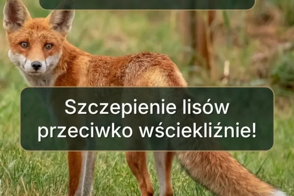 Małopolska: rusza jesienne szczepienie lisów przeciw wściekliźnie