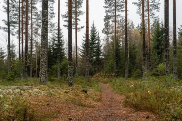 Nordic walking w Dolinie Eliaszówki i Racławki – zapisy do 10 listopada